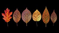 Six colorful autumn leaves in red, orange, yellow and brown tones, isolated on transparent background, ready for fall clipart, stickers, t-shirt design and print on demand.