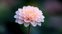 Delicate pink dahlia flower in full bloom against dark blurred background, showing intricate layered petals in soft peach and blush tones. For floral and garden designs.