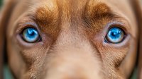 Close up portrait of brown dog with striking bright blue eyes looking directly at camera, artistic pet photography with shallow depth of field.