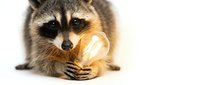 Curious raccoon holding glowing light bulb with tiny paws on white background symbolizing bright ideas, innovation and creative thinking concepts.