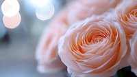 Delicate peach garden roses in soft focus with dreamy bokeh background creating romantic atmosphere. Macro floral photography showcases gentle petals and spiral pattern.