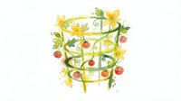 Tomato plant cage with yellow flowers and ripe red tomatoes growing on white background, isolated for gardening design use.