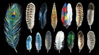 Colorful bird feathers collection isolated on transparent background, ready for t-shirt design, stickers, clipart, print on demand, and sublimation projects.