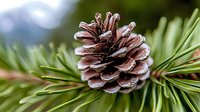 Brown pine cone on green conifer branch with soft bokeh background, macro nature photography showing detailed texture and seasonal forest element.