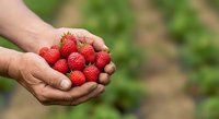 Fresh red raspberries held in cupped hands outdoors, perfect for food, agriculture, harvest, and organic produce marketing materials.