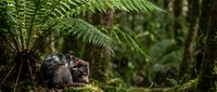 Young monkey sitting on mossy log in lush tropical rainforest with ferns. Wildlife photography showcasing primate behavior in natural jungle habitat.