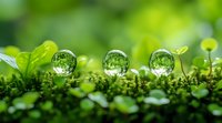 Crystal clear water drops on green moss reflect nature in spherical form, with fresh spring leaves and soft bokeh background creating magical garden atmosphere.