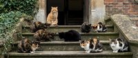 Large group of cats resting on old stone steps near a rustic building entrance, surrounded by ivy, showcasing feline community life.
