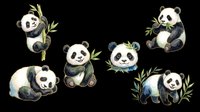 Cute watercolor panda bears set with bamboo, isolated on transparent background, ready for nursery clipart, stickers, t-shirt design, print on demand, and sublimation.