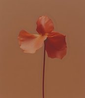 Delicate coral iris flower with translucent petals against warm neutral background, suitable for botanical designs, wellness content, and minimalist home decor projects.