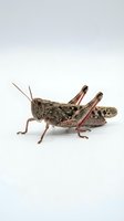 Grasshopper isolated on white background, showing detailed brown and tan coloring with long antennae and powerful hind legs, suitable for educational materials and design projects.