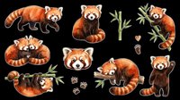 Cute red panda collection with bamboo branches and paw prints isolated on transparent background. Ready for t-shirt designs, stickers, clipart, sublimation, print-on-demand products and digital crafts.