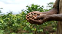Farmer holding harvested cocoa beans in hands over plantation field, showing crop yield and agricultural production.