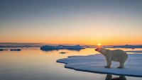 Polar bear standing on ice floe during Arctic sunset with golden sky reflecting on calm waters. Wildlife conservation and climate change concept.