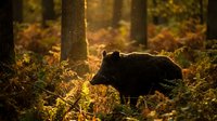 Wild boar foraging in golden autumn forest with warm sunlight filtering through trees creating magical woodland atmosphere for nature photography.