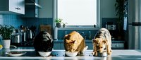 Three domestic cats eating from white bowls in modern kitchen with blue cabinets and natural sunlight streaming through window creating cozy pet feeding scene.