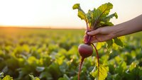 Fresh organic radish with green leaves held by farmer hand in agricultural field during golden hour sunset for healthy eating and farm produce marketing.