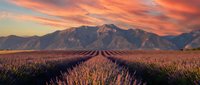 Lavender field rows leading to majestic mountains under dramatic orange sunset sky. Agricultural landscape with purple flowers in bloom during golden hour.