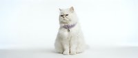Fluffy white cat wearing purple collar sitting on white background, isolated pet portrait for design, greeting cards, and animal-themed projects.