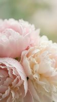 Soft pink and cream peonies with morning dew drops in gentle natural light creating romantic floral arrangement for wedding and spring celebrations.