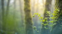 Young green fern fronds unfurling in soft morning light with blurred forest background creating peaceful natural atmosphere for wellness and mindfulness content.