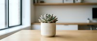 Small succulent plant in white ceramic pot on wooden table in modern minimalist kitchen interior with natural light from window and blurred background.