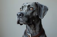 Close-up portrait of attentive black Labrador dog with amber eyes and leather collar against neutral gray background, perfect for pet care advertising.