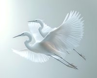 Two graceful white herons in flight with spread wings against soft gray background, showcasing elegant movement and natural beauty in minimalist style.