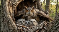 Great horned owl mother with two fluffy owlets in tree hollow nest during spring nesting season in natural woodland habitat.