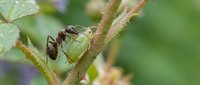Black garden ants tending green aphids on plant stem in natural outdoor setting showcasing symbiotic relationship between insects in garden ecosystem.