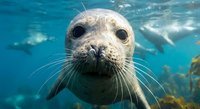 Curious seal pup swimming underwater with whiskers and big eyes looking directly at camera in crystal clear blue ocean water.