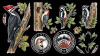 Woodpecker clipart set isolated on transparent background, featuring multiple species, feathers, and laurel badges, ready for t-shirts, stickers, and print on demand.