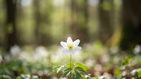 White anemone flower blooming in spring forest with blurred green foliage background, suitable for nature and botanical designs.