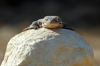 Large monitor lizard resting on rocky surface in natural desert habitat with dramatic lighting and blurred background for wildlife photography projects.