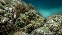 Camouflaged octopus hiding among coral reef rocks in tropical ocean waters showcasing marine wildlife adaptation and underwater biodiversity.