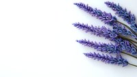 Fresh lavender sprigs with vibrant purple blooms arranged on pure white background, creating elegant botanical composition for wellness and spa designs.