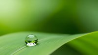 Crystal clear water droplet resting on vibrant green leaf surface with soft bokeh background showcasing nature's purity and freshness in macro detail.