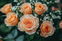 Delicate peach-colored roses in full bloom with small white baby's breath flowers against dark green foliage, captured in soft natural lighting creating romantic atmosphere.