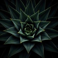Dark green succulent plant with sharp pointed leaves arranged in geometric spiral pattern creating natural mandala formation for botanical design projects.