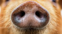 Close-up macro shot of wet brown cow nose with water droplets and visible hair texture showing detailed animal snout features and nostrils in natural lighting.