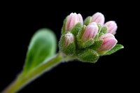 Pink flower buds with water drops on dark background, macro photography showing delicate petals and green sepals covered in morning dew against black backdrop.