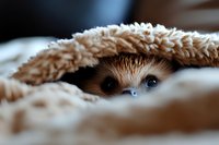 Adorable hedgehog peeking out from cozy beige blanket with curious expression and bright eyes in warm indoor setting for pet care and wildlife content.