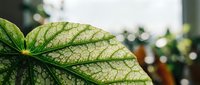 Close-up of green leaf with intricate vein patterns in soft natural light, botanical detail for nature and plant photography projects.