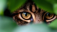 Close up view of wild cat eyes peering through green foliage, showing intense amber-colored gaze and detailed fur texture in dramatic macro photography.