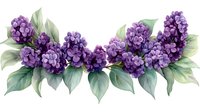 Purple lilac branch with green leaves in watercolor style on white background, floral border arrangement for spring design and decoration.