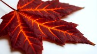 Vibrant red and orange autumn maple leaves with detailed vein patterns isolated on white background, suitable for fall seasonal designs and nature graphics.