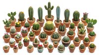 Large collection of small potted cacti and succulents in terracotta pots arranged in rows on white background, isolated for design projects and home decor.