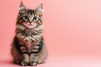 Adorable fluffy Maine Coon kitten with big eyes sitting on pink background, looking up with curiosity. Long-haired tabby cat portrait showing distinctive ear tufts.