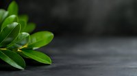 Fresh green leaves against dark background with copy space, selective focus on glossy foliage creates minimalist nature composition for wellness and spa designs.