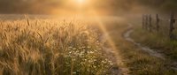 Golden wheat field at sunset with wildflowers along country path creating warm agricultural landscape for farming and harvest concepts.